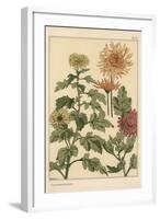 Chrysanthemum Botanical Study, 1897 (Lithograph)-Eugene Grasset-Framed Giclee Print