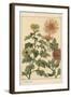 Chrysanthemum Botanical Study, 1897 (Lithograph)-Eugene Grasset-Framed Giclee Print