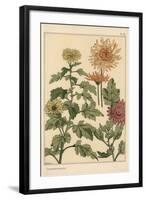 Chrysanthemum Botanical Study, 1897 (Lithograph)-Eugene Grasset-Framed Giclee Print