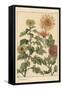 Chrysanthemum Botanical Study, 1897 (Lithograph)-Eugene Grasset-Framed Stretched Canvas
