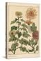 Chrysanthemum Botanical Study, 1897 (Lithograph)-Eugene Grasset-Stretched Canvas