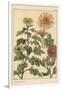 Chrysanthemum Botanical Study, 1897 (Lithograph)-Eugene Grasset-Framed Giclee Print