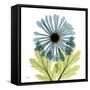 Chrysanthemum C-Albert Koetsier-Framed Stretched Canvas