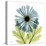 Chrysanthemum C-Albert Koetsier-Stretched Canvas