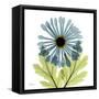 Chrysanthemum C-Albert Koetsier-Framed Stretched Canvas