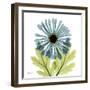 Chrysanthemum C-Albert Koetsier-Framed Art Print