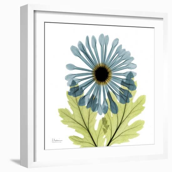 Chrysanthemum C-Albert Koetsier-Framed Art Print