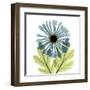 Chrysanthemum C-Albert Koetsier-Framed Art Print