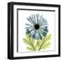 Chrysanthemum C-Albert Koetsier-Framed Art Print