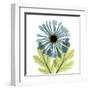 Chrysanthemum C-Albert Koetsier-Framed Art Print