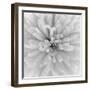 Chrysanthemum Centre-Assaf Frank-Framed Giclee Print