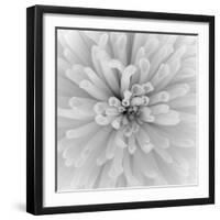 Chrysanthemum Centre-Assaf Frank-Framed Giclee Print