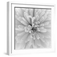 Chrysanthemum Centre-Assaf Frank-Framed Giclee Print