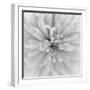 Chrysanthemum Centre-Assaf Frank-Framed Giclee Print