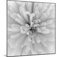 Chrysanthemum Centre-Assaf Frank-Mounted Giclee Print