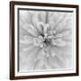 Chrysanthemum Centre-Assaf Frank-Framed Giclee Print