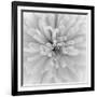 Chrysanthemum Centre-Assaf Frank-Framed Giclee Print