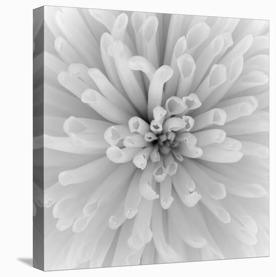 Chrysanthemum Centre-Assaf Frank-Stretched Canvas