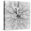 Chrysanthemum Centre-Assaf Frank-Stretched Canvas