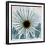 Chrysanthemum Close-Up-Albert Koetsier-Framed Art Print