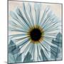 Chrysanthemum Close-Up-Albert Koetsier-Mounted Art Print