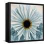 Chrysanthemum Close-Up-Albert Koetsier-Framed Stretched Canvas