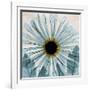 Chrysanthemum Close-Up-Albert Koetsier-Framed Art Print