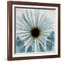 Chrysanthemum Close-Up-Albert Koetsier-Framed Art Print