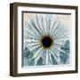 Chrysanthemum Close-Up-Albert Koetsier-Framed Art Print