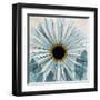 Chrysanthemum Close-Up-Albert Koetsier-Framed Art Print