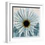 Chrysanthemum Close-Up-Albert Koetsier-Framed Art Print