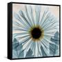 Chrysanthemum Close-Up-Albert Koetsier-Framed Stretched Canvas