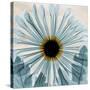 Chrysanthemum Close-Up-Albert Koetsier-Stretched Canvas