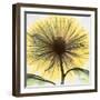 Chrysanthemum Close-Up-Albert Koetsier-Framed Art Print