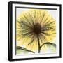 Chrysanthemum Close-Up-Albert Koetsier-Framed Art Print