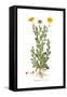 Chrysanthemum coronarium, Flora Graeca-Ferdinand Bauer-Framed Stretched Canvas