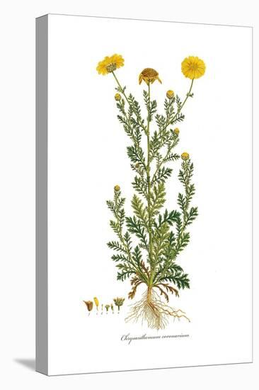 Chrysanthemum coronarium, Flora Graeca-Ferdinand Bauer-Stretched Canvas