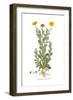 Chrysanthemum coronarium, Flora Graeca-Ferdinand Bauer-Framed Giclee Print