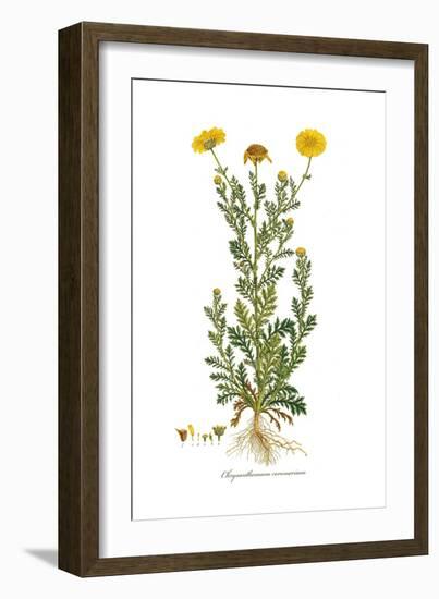 Chrysanthemum coronarium, Flora Graeca-Ferdinand Bauer-Framed Giclee Print