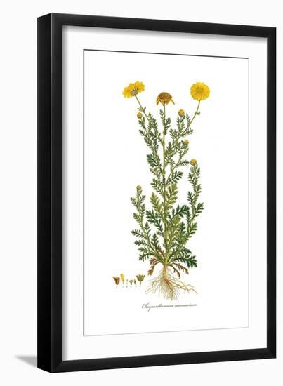 Chrysanthemum coronarium, Flora Graeca-Ferdinand Bauer-Framed Giclee Print