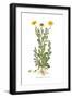 Chrysanthemum coronarium, Flora Graeca-Ferdinand Bauer-Framed Giclee Print