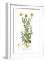 Chrysanthemum coronarium, Flora Graeca-Ferdinand Bauer-Framed Giclee Print