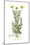 Chrysanthemum coronarium, Flora Graeca-Ferdinand Bauer-Mounted Giclee Print