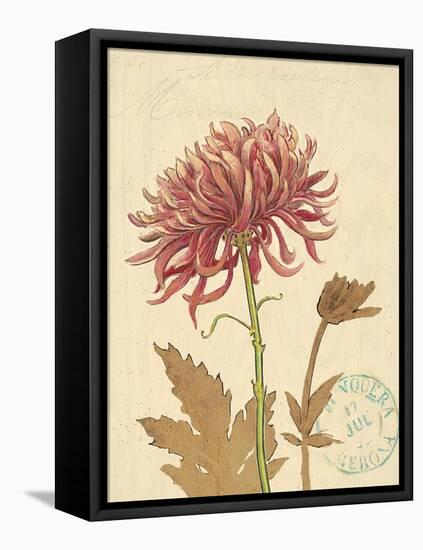 Chrysanthemum Curiosity-Chad Barrett-Framed Stretched Canvas