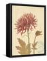 Chrysanthemum Curiosity-Chad Barrett-Framed Stretched Canvas