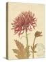 Chrysanthemum Curiosity-Chad Barrett-Stretched Canvas