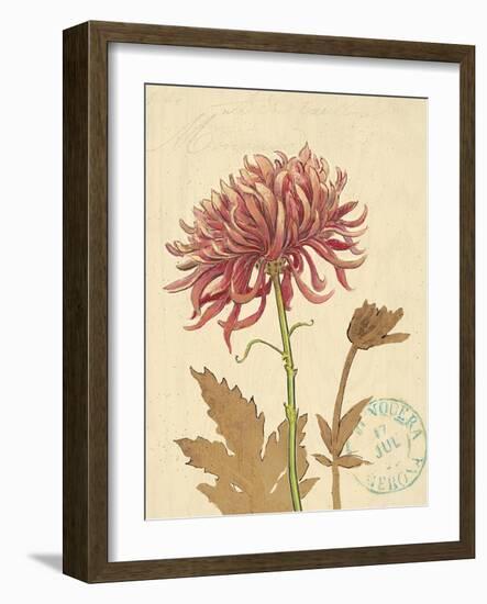 Chrysanthemum Curiosity-Chad Barrett-Framed Art Print