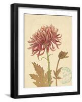 Chrysanthemum Curiosity-Chad Barrett-Framed Art Print