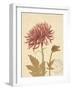 Chrysanthemum Curiosity-Chad Barrett-Framed Art Print