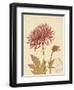 Chrysanthemum Curiosity-Chad Barrett-Framed Art Print